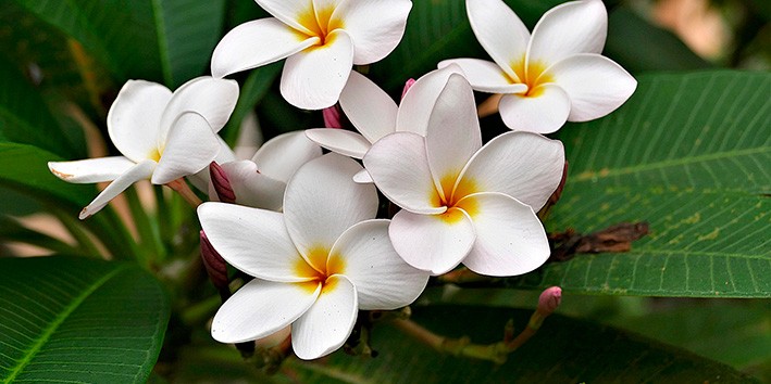 Agoniada nome cientifico plumeria lancifolia significado sinonimo