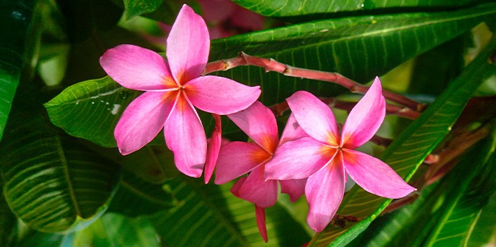 Agoniada como tomar cha capsulas fitoterapico