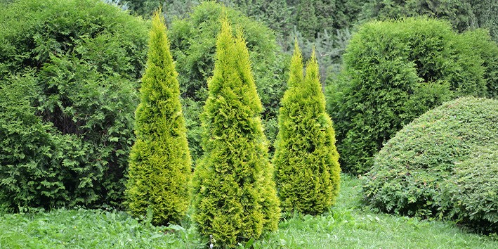 Thuya beneficios Thuya beneficios