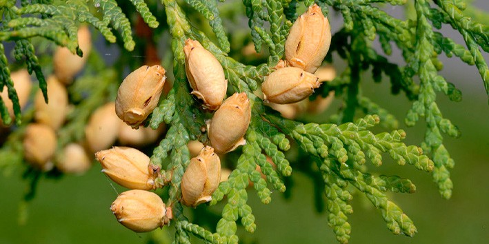 Thuya como usar como tomar dosagem Thuya como usar como tomar dosagem