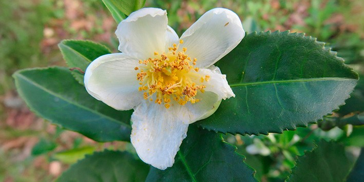 Cha verde beneficios uso medicinal Cha verde beneficios uso medicinal