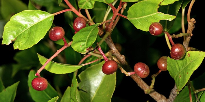 Pygeum africanum o que e nome popular