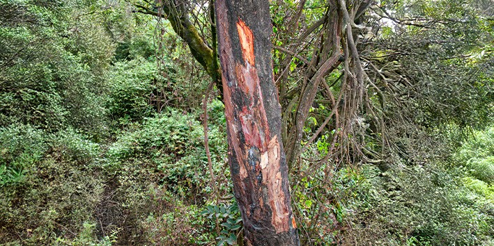 Pygeum africanum dosagem onde comprar como tomar efeitos colaterais