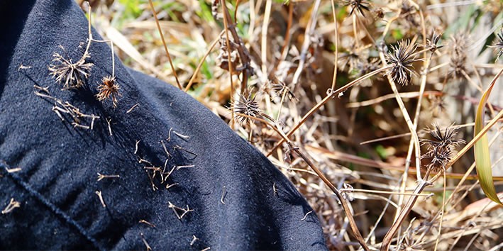 Picao preto grudado na calca Picao preto grudado na calca