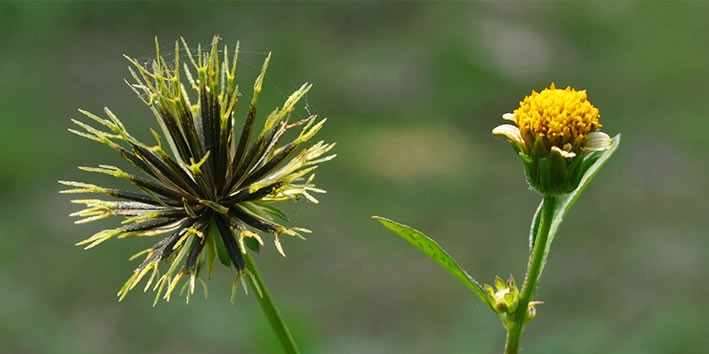 Picao preto para figado Picao preto para figado