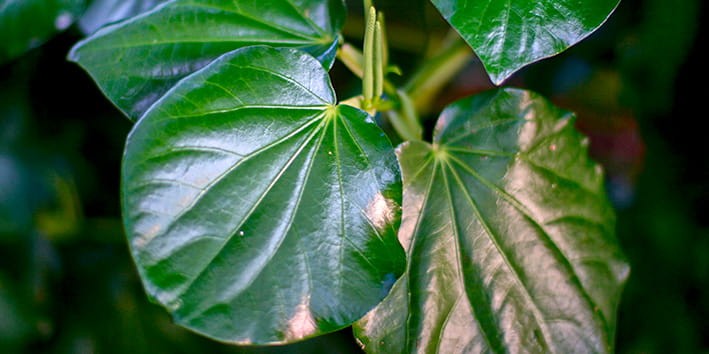 kawa-kawa-beneficios-como-tomar kawa-kawa-beneficios-como-tomar