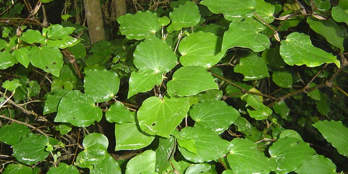 kawa-kawa-efeitos-colaterais-comprar kawa-kawa-efeitos-colaterais-comprar