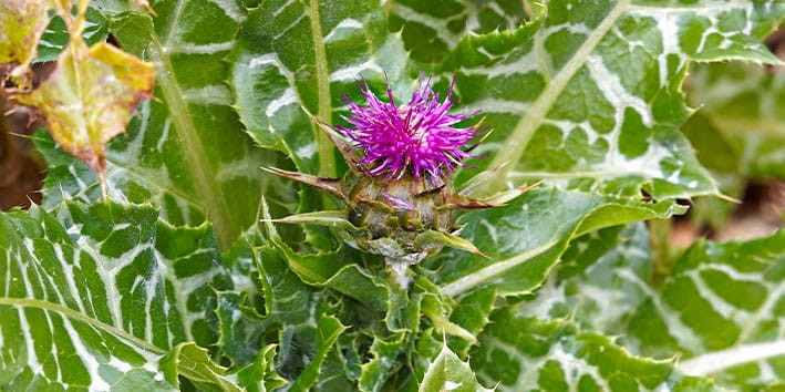 cardo-mariano-o-que-e-historia-origem