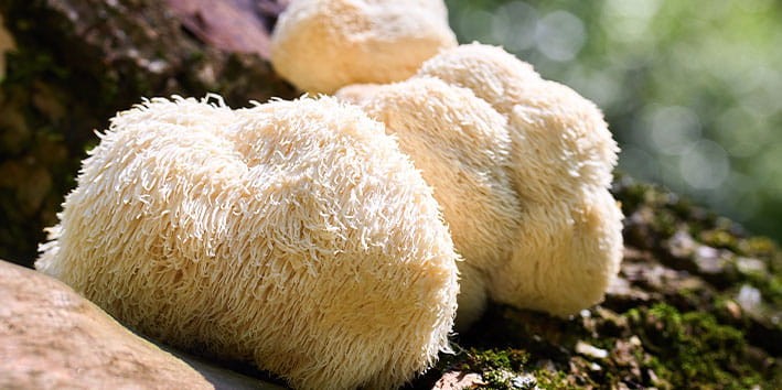 juba-de-leao-beneficios-suplemento