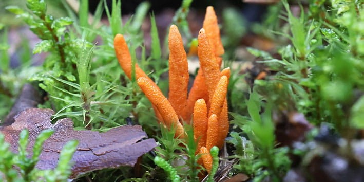 cordyceps-beneficios-antioxidante-anti-inflamatorio