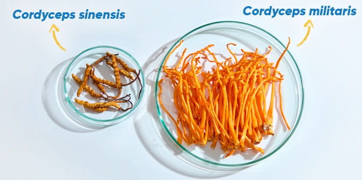 cordyceps-militaris-sinensis-uso-medicinal
