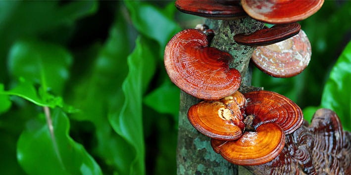 ganoderma-cogumelo-medicinal-beneficios