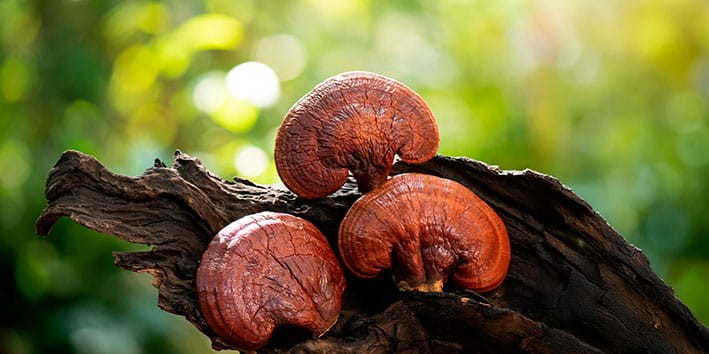 ganoderma-dosagem-usual-efeito-colateral-contraindicacao