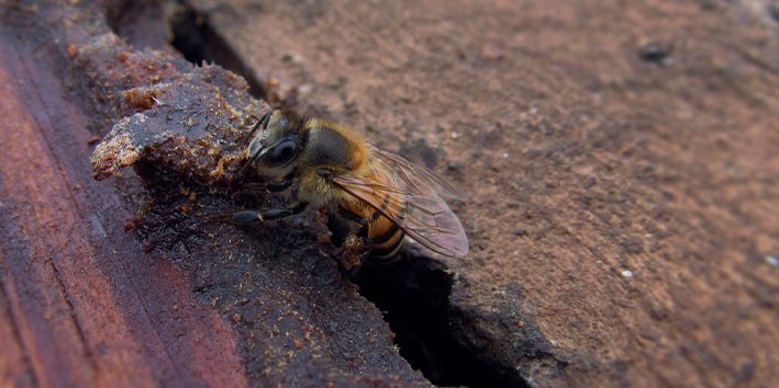 propolis-extrato-cera-polen propolis-extrato-cera-polen