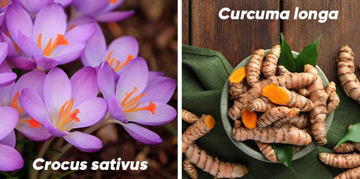 curcuma-longa-crocus-sativus-flor-rizoma-corante curcuma-longa-crocus-sativus-flor-rizoma-corante