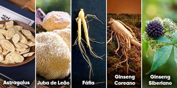 adaptogenos-plantas-astragalus-juba-de-le?o-fafia-ginseng-coreano-siberiano