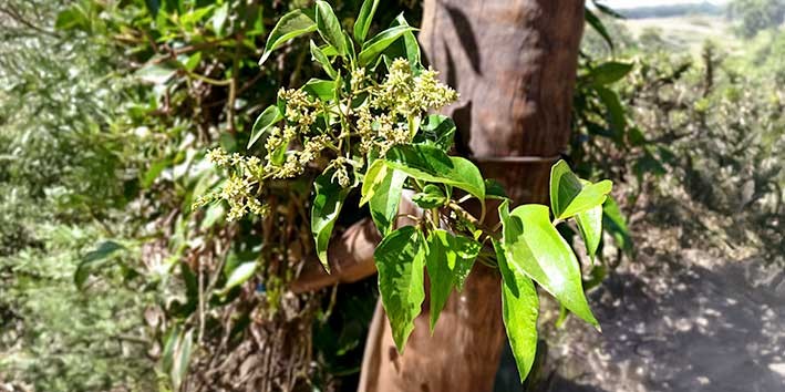 guaco-beneficios-uso-medicinal-antioxidante guaco-beneficios-uso-medicinal-antioxidante