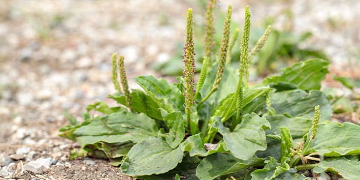 tanchagem-beneficios-uso-medicinal tanchagem-beneficios-uso-medicinal