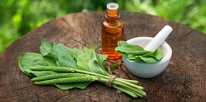 tanchagem-plantago-major-psyllium-origem tanchagem-plantago-major-psyllium-origem