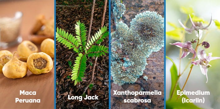 saude-sexual-masculina-vitalidade-funcao-sexual-maca-peruana-long-jack-xanthoparmelia-epimedium