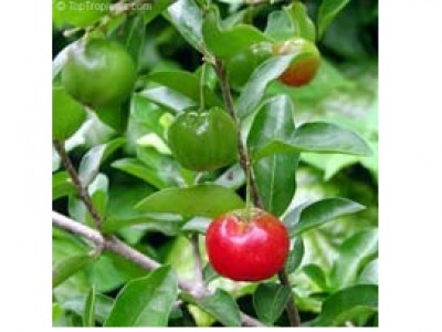 Acerola