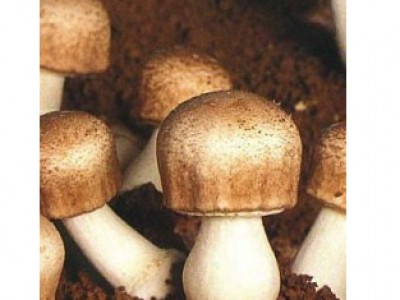 Foto Cogumelo Agaricus blazei