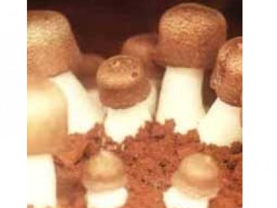 Cogumelo Agaricus blazei