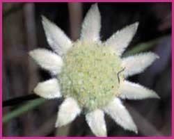 Little Flannel Flower