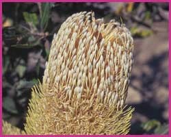 Foto Old Man Banksia