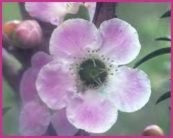 Foto Peach-flowered Tea-tree
