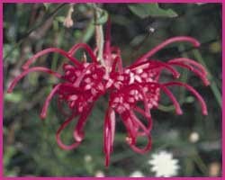 Foto Red Grevillea