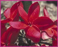 Red Suva Frangipani