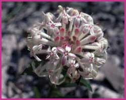 Foto Slender Rice Flower