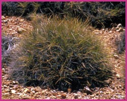 Spinifex