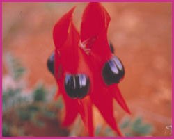 Foto Sturt Desert Pea