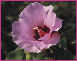 Sturt Desert Rose