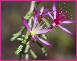 Turkey Bush