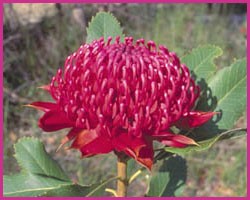 Waratah