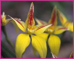 Foto Yellow Cowslip Orchid