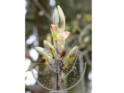 Chestnut Bud