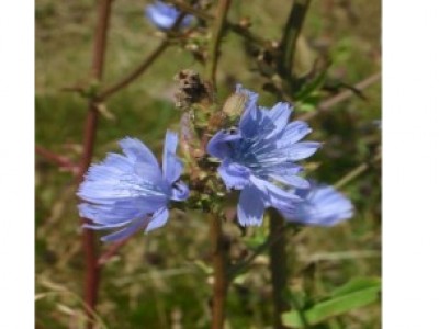 Foto Chicory