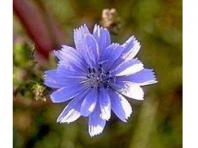 Foto Chicory