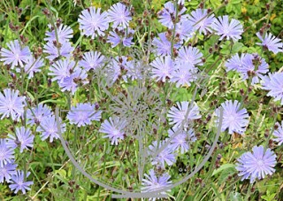 Chicory