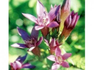 Gentian