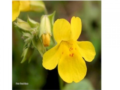 Mimulus