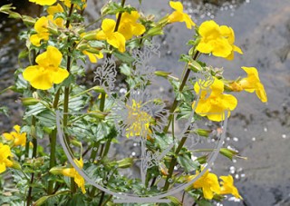 Foto Mimulus