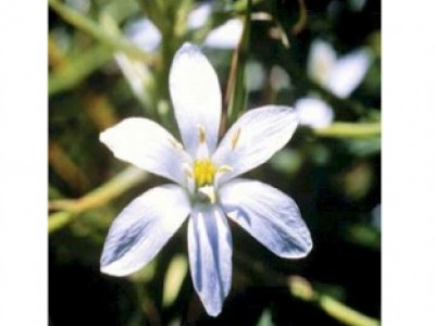 Foto Star of Bethlehem