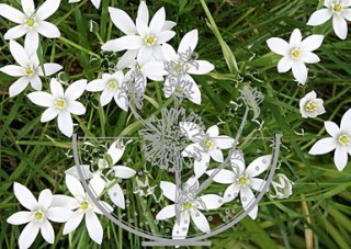 Star of Bethlehem