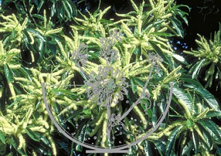 Foto Sweet Chestnut