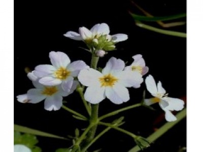 Foto Water Violet